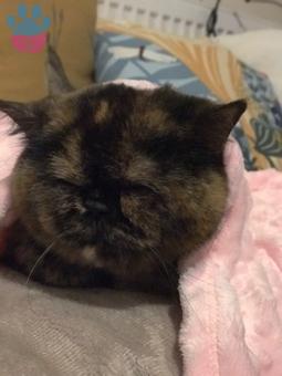 Exotic Shorthair Kızımız Torti İçin Eş Arıyoruz