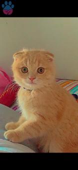 Scottish Fold 10 Aylık Kızgınlıkta