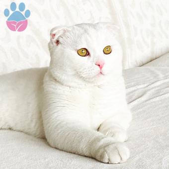 Yakışıklı Scottish Fold Oğlumuza Eş Arıyoruz