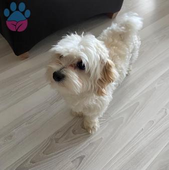 Maltipoo Oğluma Eş Arıyorum