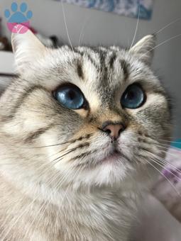 1 Yaşında British Shorthair Oğluma Eş Arıyorum