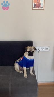 Pug 8 Aylık Oğluma Eş Arıyorum