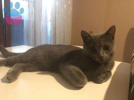 7 aylık erkek british shorthair Russian blue karışımı Kedime Eş