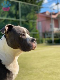 American Staffordshire Oğluma Eş Arıyorum