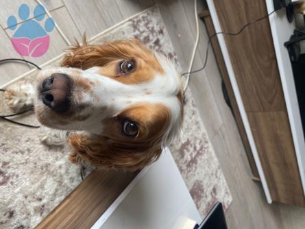 English Cocker Cinsi Dişi Köpeğimize Eş Arıyoruz