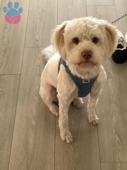 Maltese Terrier Köpeğime Eş Arıyorum