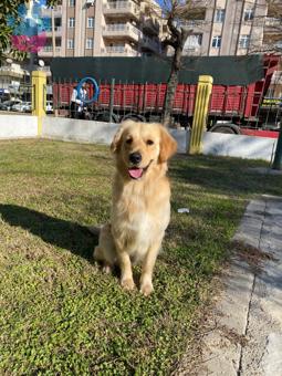 Golden Retriever Ares’ime Eş Arıyorum