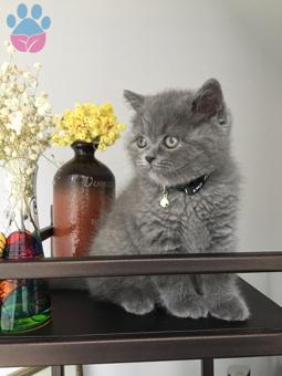 Oğlumuz Pera’ya Eş Aranıyor