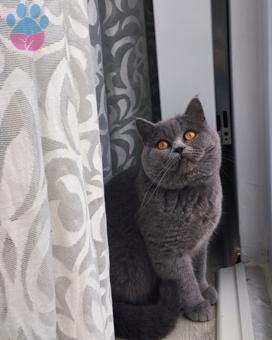 British shorthair Oğluma Eş Arıyorum