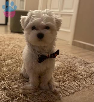 Maltese Terrier Erkek Köpeğime Eş Arıyoruz