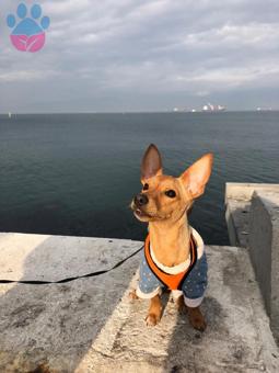 Dişi Pinscher Arıyoruz