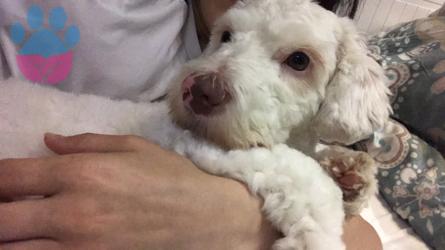 Maltese Terrier Cinsi Kızıma Eş Arıyorum