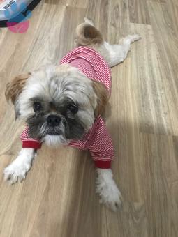 Shih Tzu Oğluma Eş Arıyorum