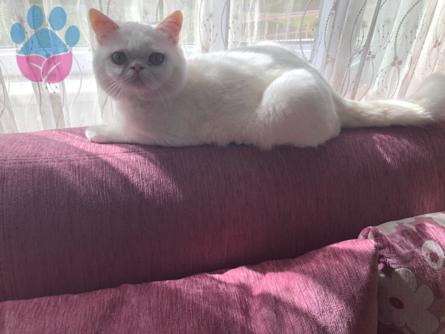 Exotic Shorthair Oğluma Gelin Arıyorum