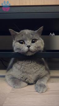 British Shorthair Kızıma Eş Arıyorum