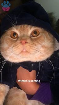 Scottish Fold Erkek Oğluma Eş Arıyoruz