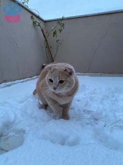 Scottish Fold Yakışıklı Oğlumuza Eş Arıyoruz