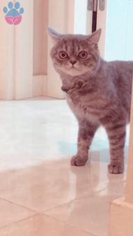 Hongjo British Shorthair Erkek