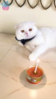 Scottish Fold Beyaz Kehribar Gözlü Ogluma Eş Arıyorum