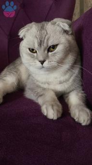 Scottish Fold Erkek 10 Aylıktan Küçük