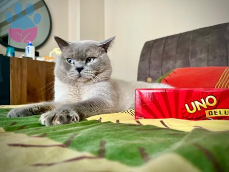 British Shorthair Yakışıklı Oğlumuz Lucy İçin Eş Arıyoruz