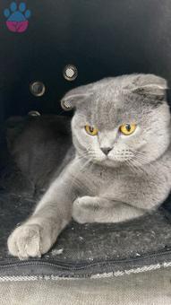 Scottish Fold 1 Yaşında Kızgınlıkta Eş Arıyoruz