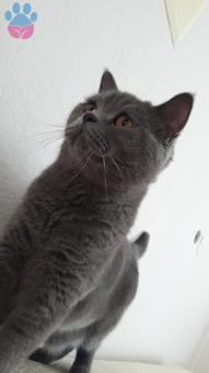 British Shorthair 2 Yaşındaki Oğluma Eş Arıyoruz