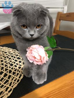 Scottish Fold Kedim Kızgınlıkta Eş Arıyoruz