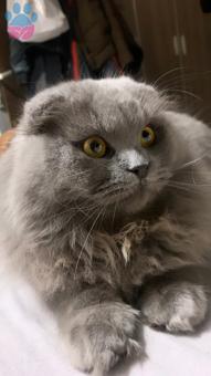 Scottish Fold Behlül&#8217;e Bihter Arıyoruz