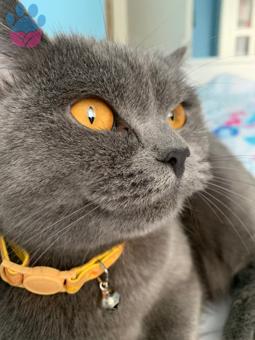 British Shorthair 2 Yaşında Gri Kedime Eş Arıyorum