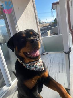 Rottweiler Oğlumuza Eş Arıyoruz