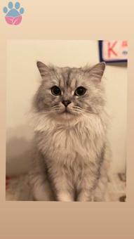 British Shorthair 4 Yaşında Kedime Eş Arıyorum