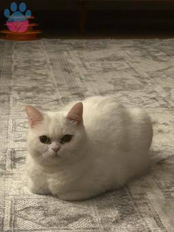 British Shorthair 1.5 Yaşında Kedime Eş Arıyorum