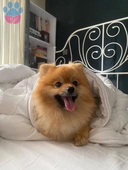 Pomeranian Boo 1.5 Yaşında Oğlum İçin Eş Arıyorum