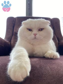 Scottish Fold Oğlum Casper’ı Çiftleştirmek İstiyorum