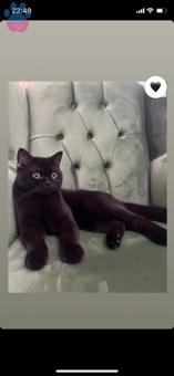 British Shorthair 10 Aylık Kedime Eş Arıyorum