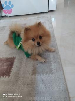 Pomeranian Boo Cinsi 10 Aylık Oğlumuza Dişi Arıyoruz