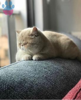 Exotic Shorthair 1 Yaşındaki Oğluma Eş Arıyorum