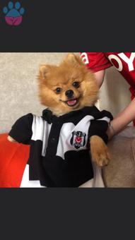 Pomeranian Boo 2 Yaşındaki Oğlumuza Eş Aranıyor