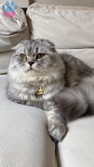 Scottish Fold 1 Yaşında Kedime Eş Arıyorum