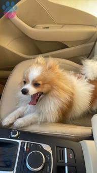 Pomeranian Boo Oğlumuz Deku&#8217;ya Eş Arıyoruz