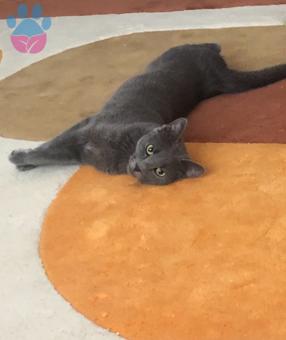 Russian Blue Dişi Kedime Eş Arıyorum