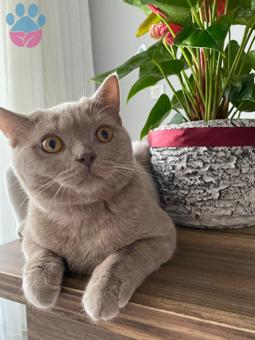 British Shorthair 1 Yaşında Kedime Eş Arıyorum