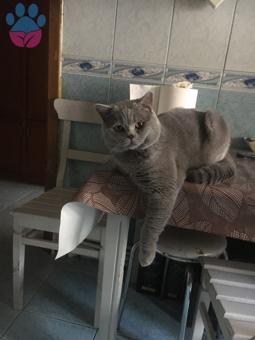 British Shorthair Aşılarım Tam Eş Arıyoruz