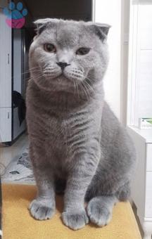 Scottish Fold 11 Aylık Kayseri İçi Eş Arıyoruz