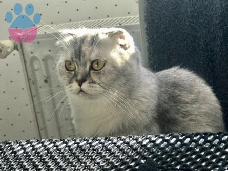 Scottish Fold Kızıma Eş Arıyorum 1.5 Yaşında