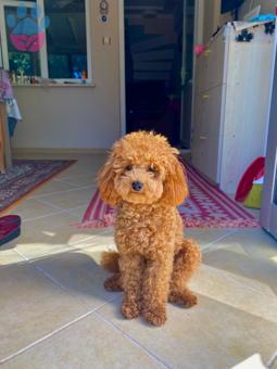 Toy Poodle Oğluma Gelin Adayı Arıyoruz