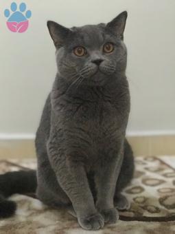 11 Aylık British Shorthair Oğluma Gelin Arıyoruz