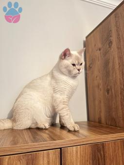 British Shorthair Silver Kedime Eş Arıyorum