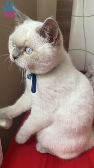 British Shorthair Oğluma Eş Arıyorum